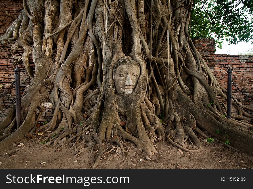 Head of Buddha Statue in Tree