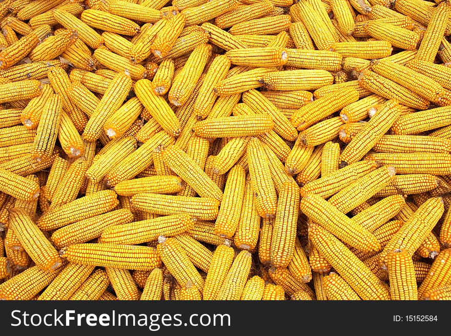 A pile of golden corn