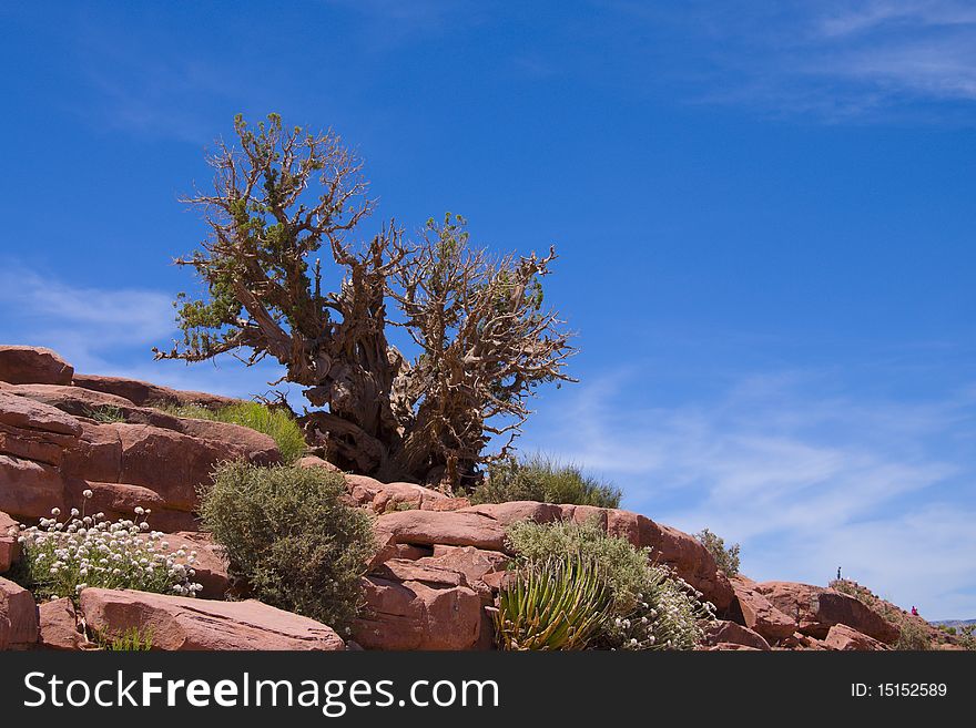 Dry desert bush growing in red rock. Dry desert bush growing in red rock