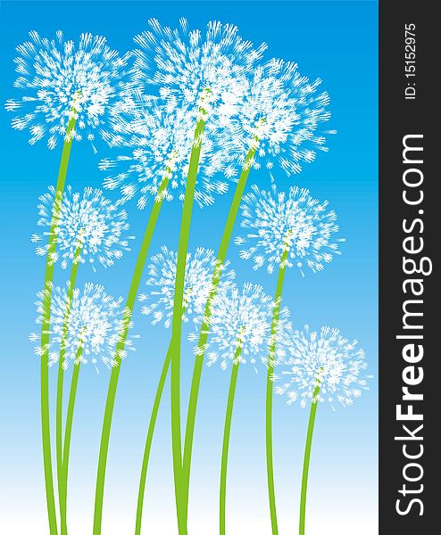Dandelion on blue background and the grass