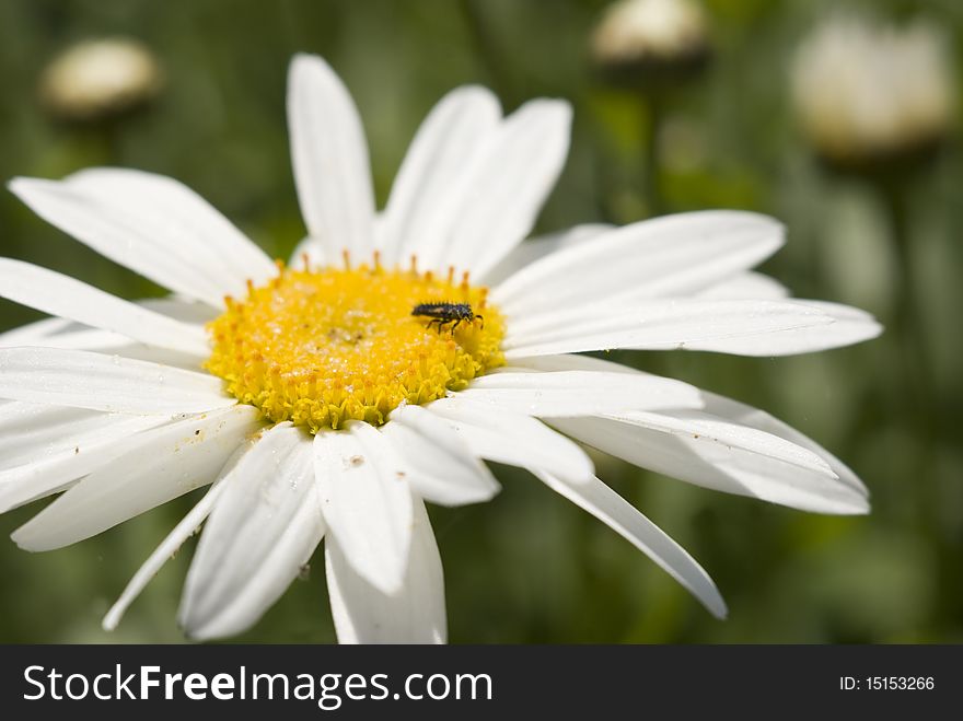 A bug in the center of a daisy