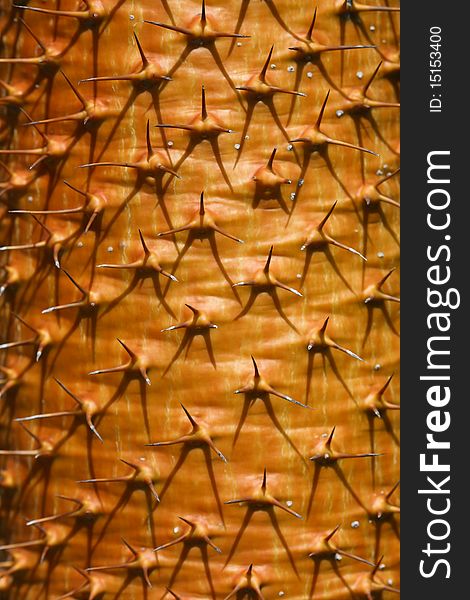 Golden cactus full of very sharp spikes arranged in symmetric pattern. Golden cactus full of very sharp spikes arranged in symmetric pattern