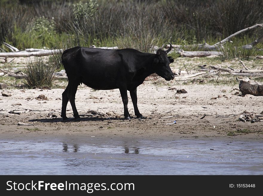 The black bull standing on the bank of river Rhone in the national park Camarque in France. The Camargue is home to a specialised breed of bull. The black bull standing on the bank of river Rhone in the national park Camarque in France. The Camargue is home to a specialised breed of bull.