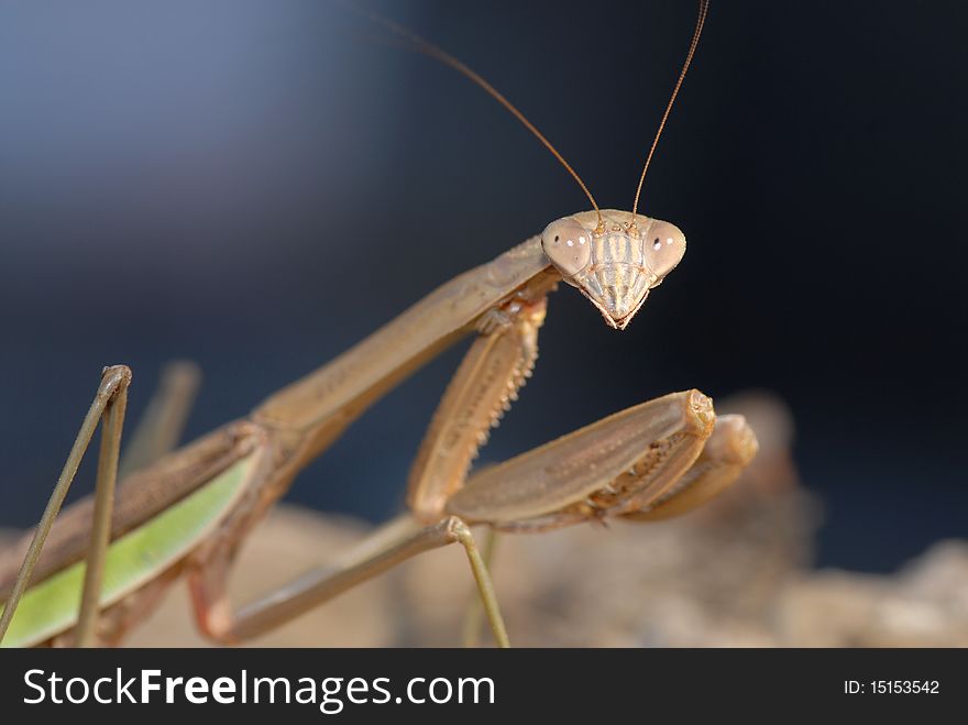 A large mantis from northern Missouri with a dark sky background.