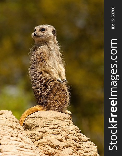 Posing Meerkat on the rocks