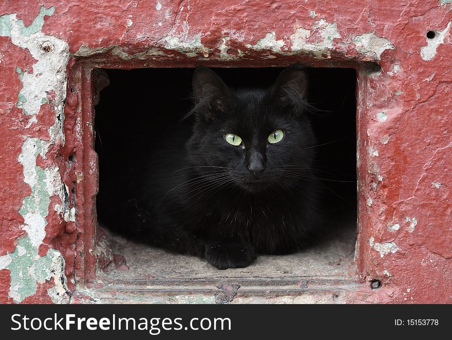 Black cat sitting in the hole wall. Black cat sitting in the hole wall