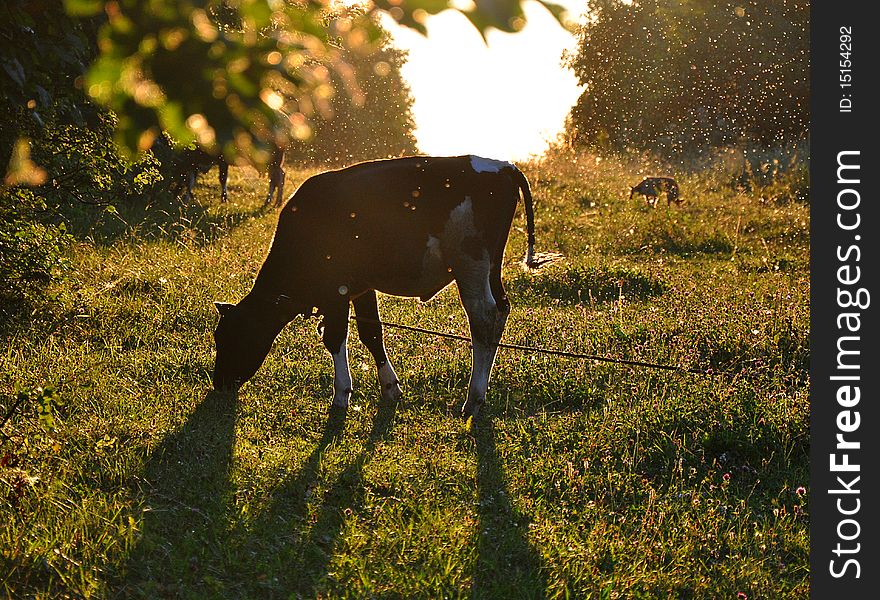 Cow chewing grass in a meadow. Sunset. noise visible. Cow chewing grass in a meadow. Sunset. noise visible