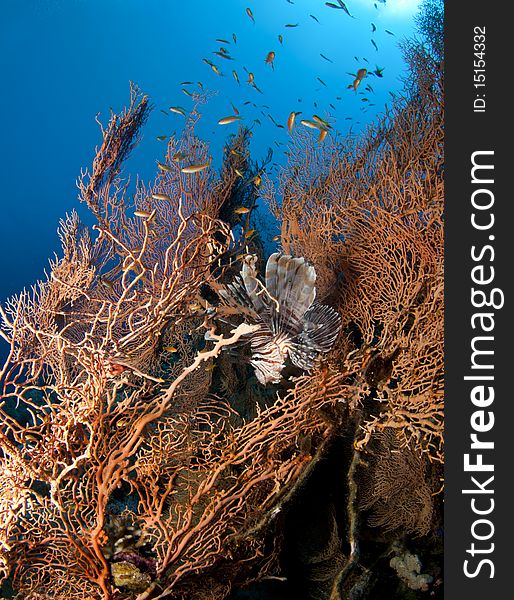 Lionfish In Gorgonian Sea Fan