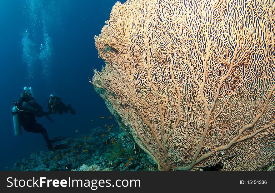 Gorgonian sea fan and diver