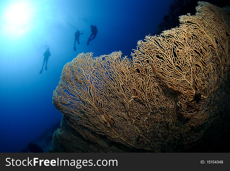 Seascape with scuba divers