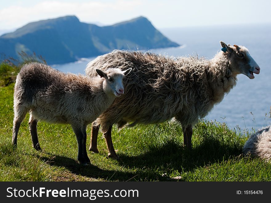A wild sheep and her child at the edge of a clip. A wild sheep and her child at the edge of a clip.