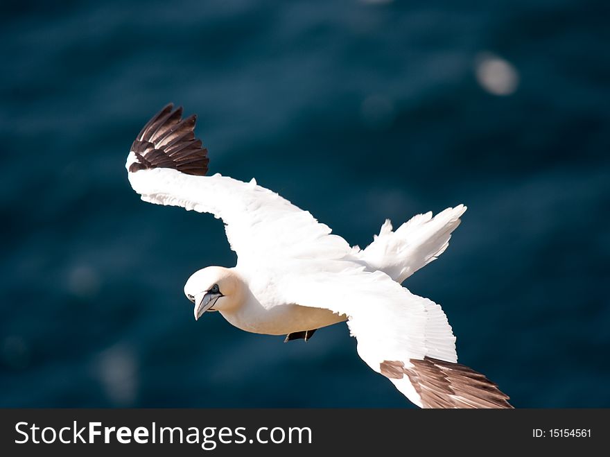 Flying Gannet on a dark blue background (The sea)