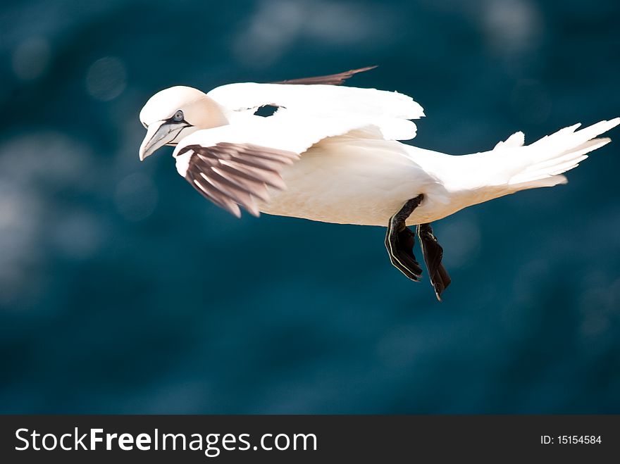 Flying Gannet on a dark blue background (The sea)