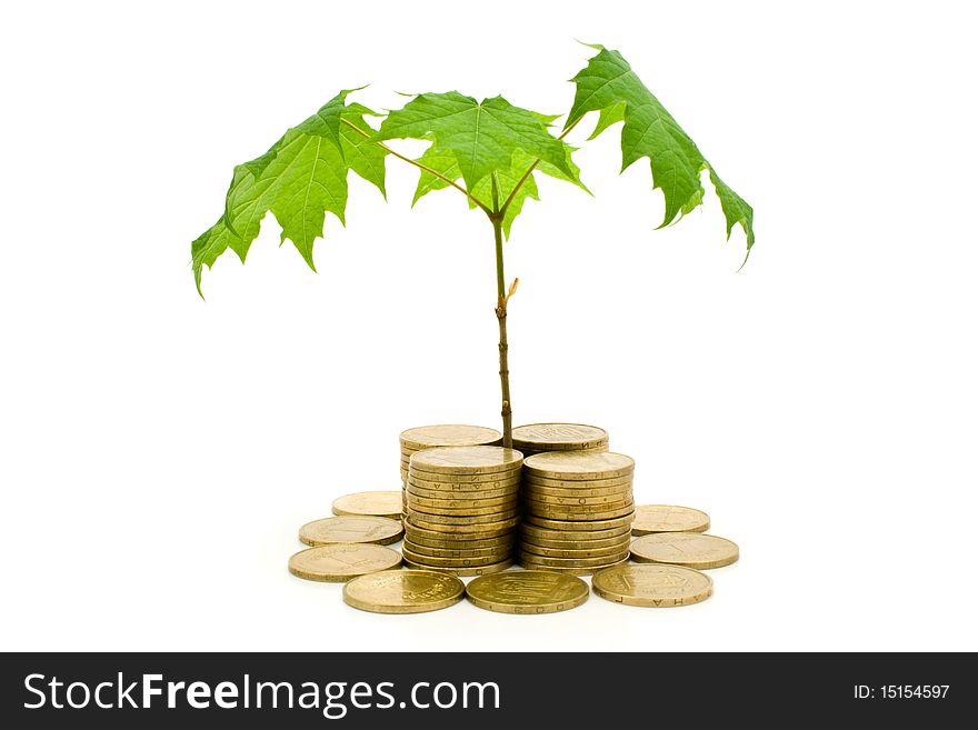 Coins and plant on a white background