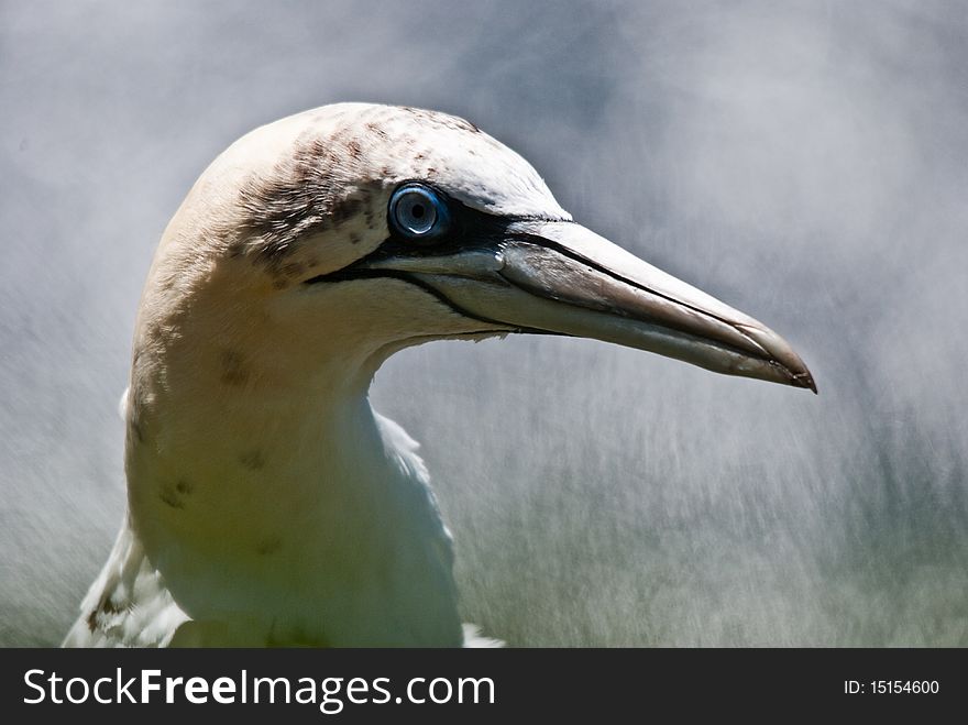 Gannet Closeup