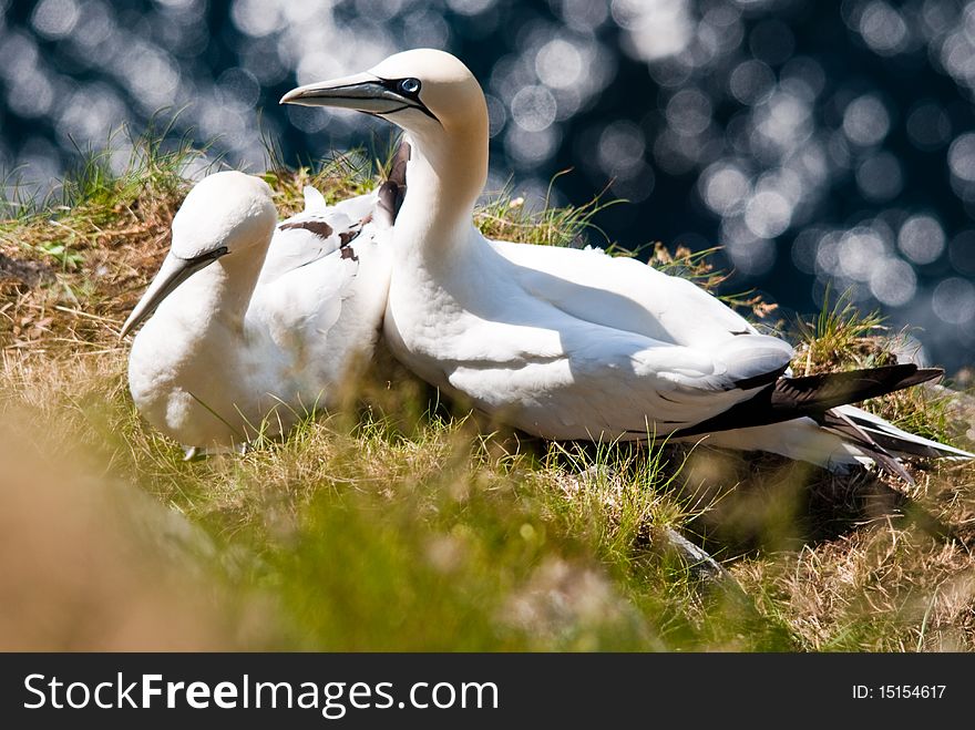 Two gannets in their nest. Two gannets in their nest.