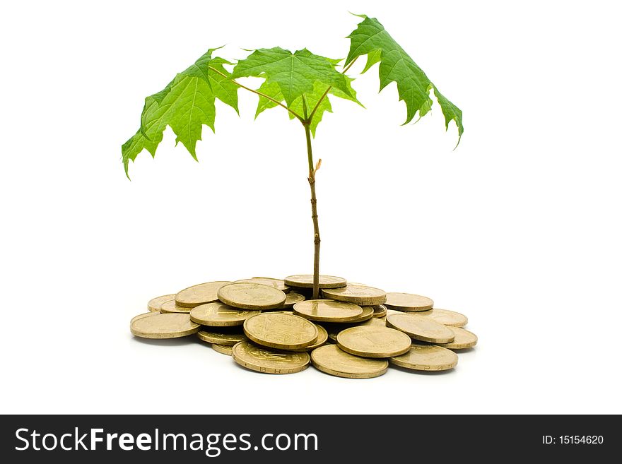 Coins and plant on a white background