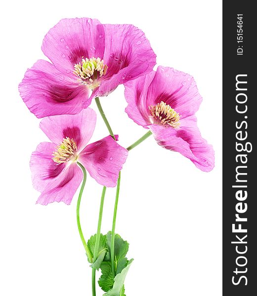 Three poppies isolated on white