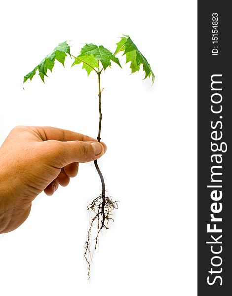 Green tree in a hand on a white background
