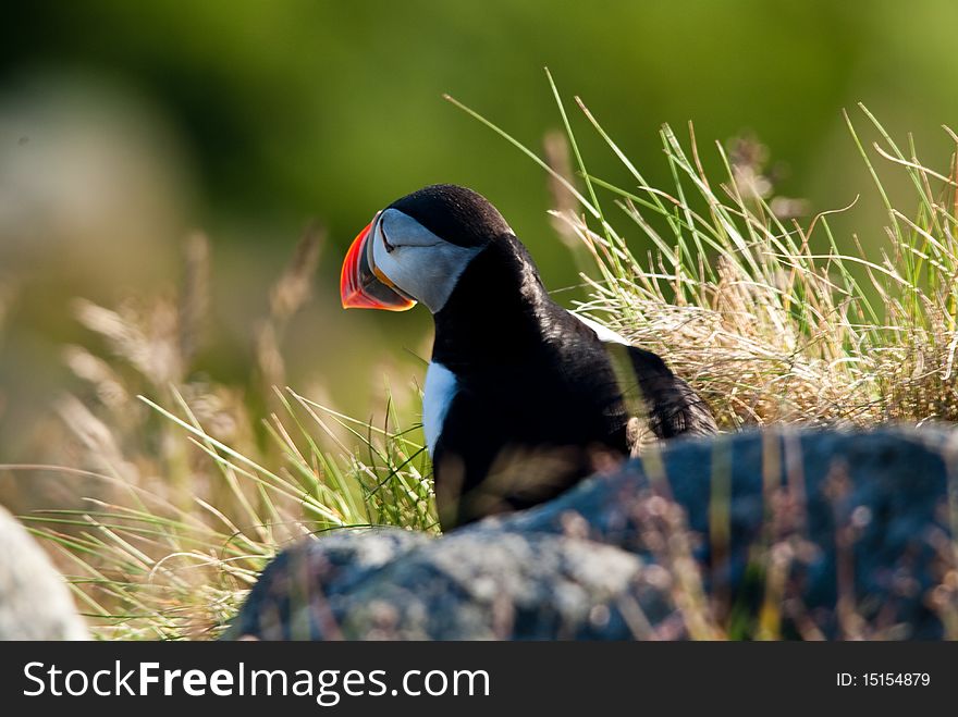 Closeup of a Atlantic Puffin behind grass looking towards the sun