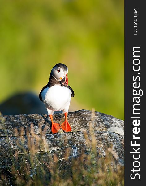 Closeup of a Atlantic Puffin on a blurry background