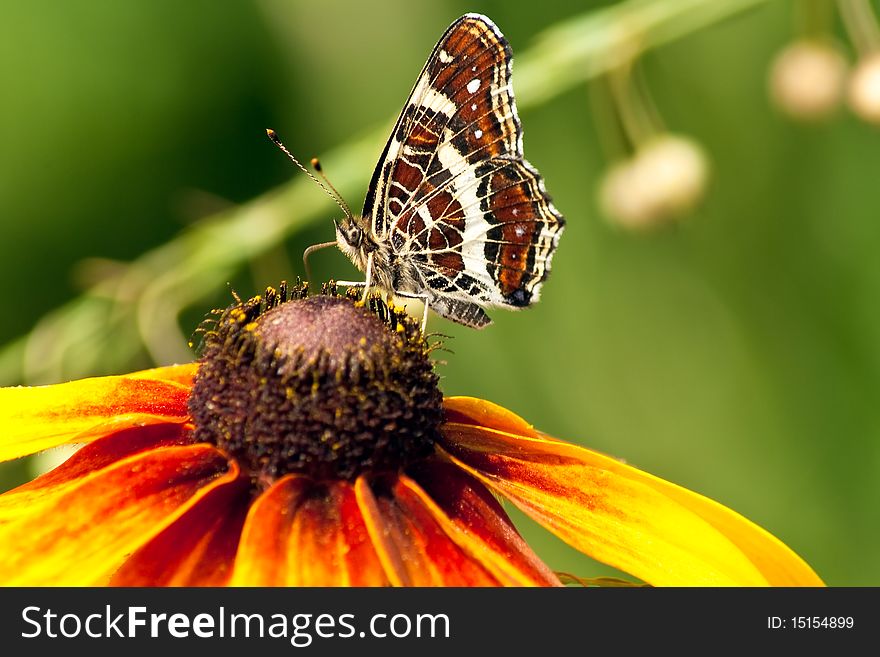 Beautiful Butterfly With Patterned Wings On Echina