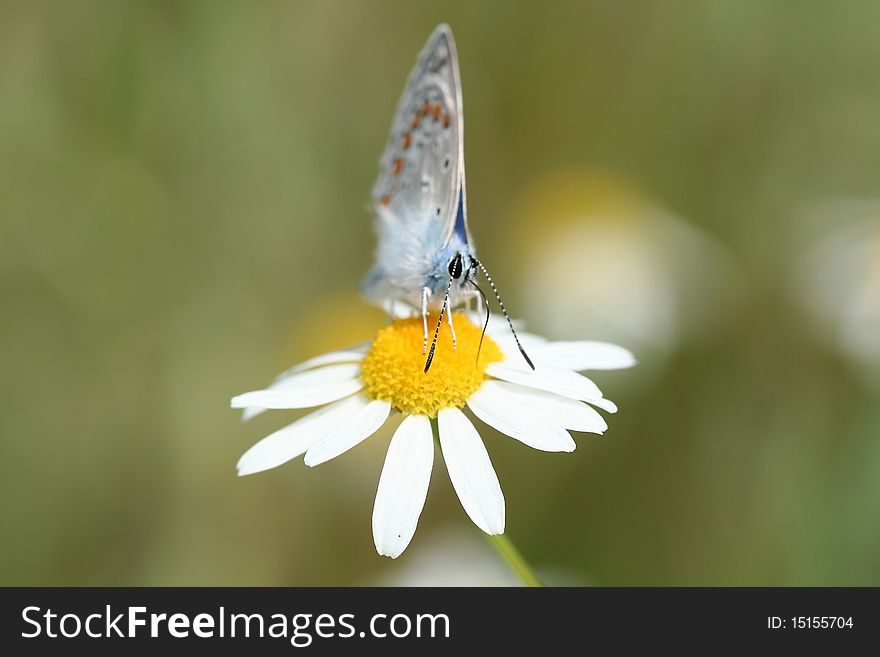 A small blue butterfly (Cupido minimus) extracting pollen from a flower (whild daisy - Chrysanthemum leucanthemum). Front view. The nose of the buterfly is in focus. A small blue butterfly (Cupido minimus) extracting pollen from a flower (whild daisy - Chrysanthemum leucanthemum). Front view. The nose of the buterfly is in focus.