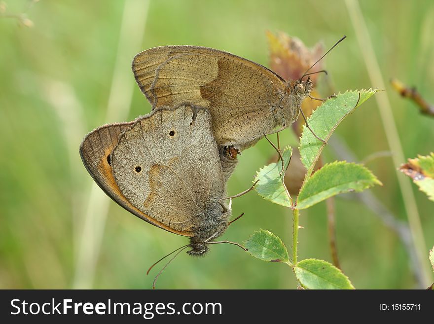 Two common buckeye butterflies mating on a green leave. Two common buckeye butterflies mating on a green leave.