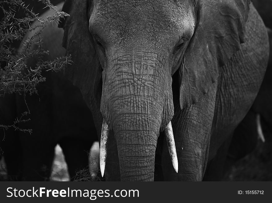 Black and white Elephant portrait from Tanzania