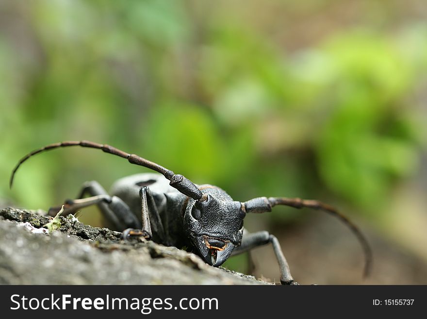 This is a near thread species. Morimus funereus is a species of beetle in family Cerambycidae. It occurs in Central and South-eastern Europe. Characteristic of old lower montane oak and beech forests. Larvae develop under the bark of a range of broad-leaved trees, later feeding in the heartwood, where they pupate. Development takes at least two years. Adults can be seen in June and July on the foodplant and wood piles. This is a front view picuture.