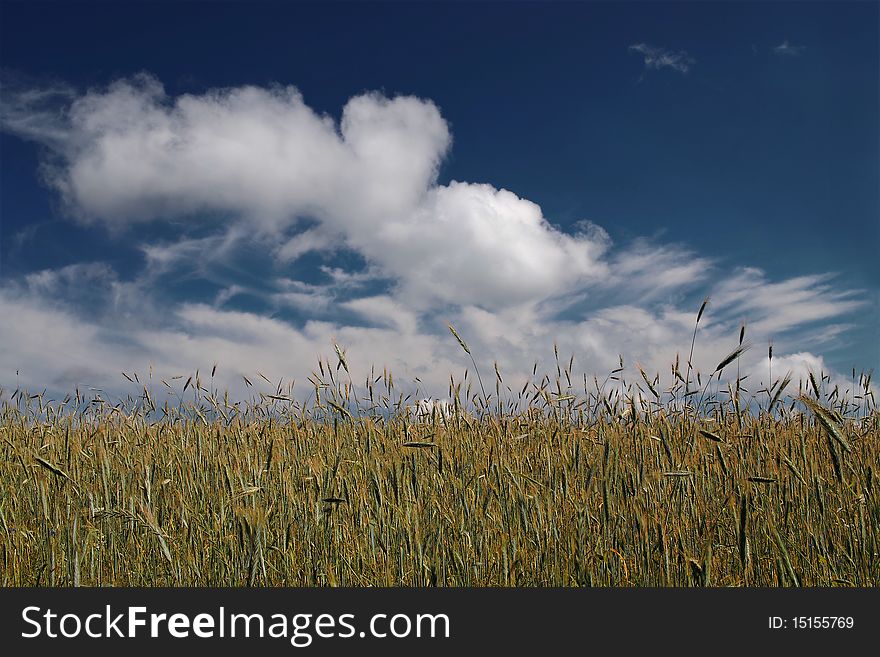 Rye field in summer day. Rye field in summer day.