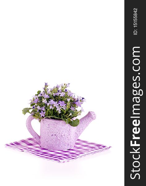 Purple flowers in watering can on a white background. Purple flowers in watering can on a white background.