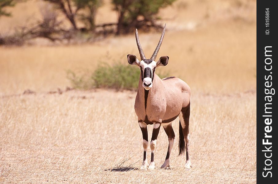 Single wild Gemsbok (Oryx Gazella) standing in the nature reserve in South Africa. Single wild Gemsbok (Oryx Gazella) standing in the nature reserve in South Africa