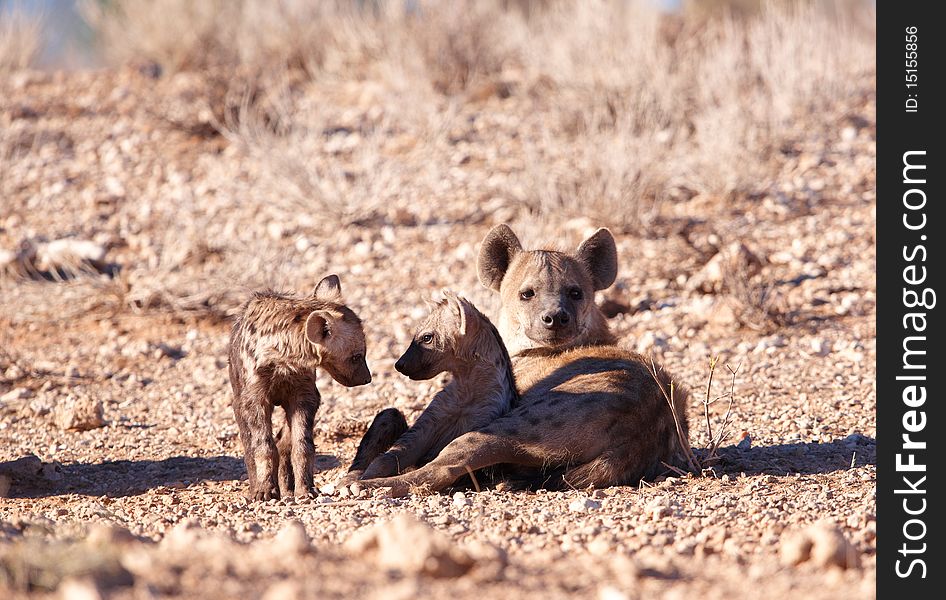 Spotted hyaena (Crocuta crocuta) family lying on the ground in South Africa