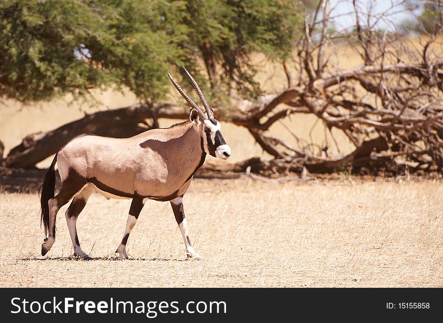 Single wild Gemsbok (Oryx Gazella) standing in the nature reserve in South Africa. Single wild Gemsbok (Oryx Gazella) standing in the nature reserve in South Africa