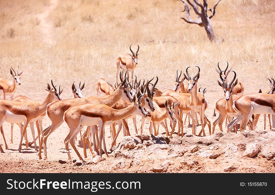 Large herd of Springbok (Antidorcas marsupialis) standing in the nature reserve in South Africa