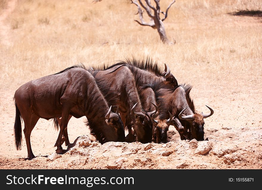 Herd of Blue wildebeest (Connochaetes taurinus) drinking water from the pool in savannah in South Africa