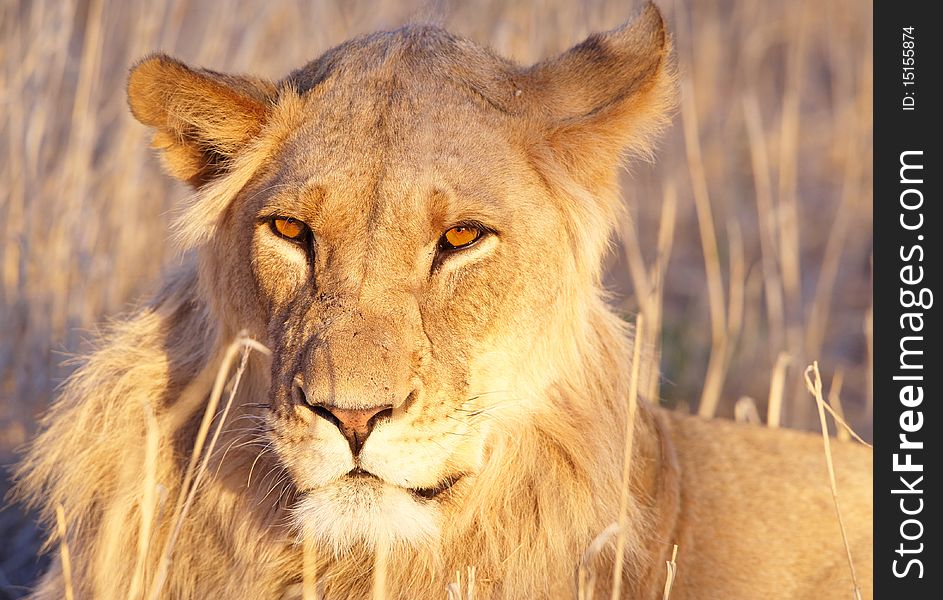 Lion (panthera leo) close-up