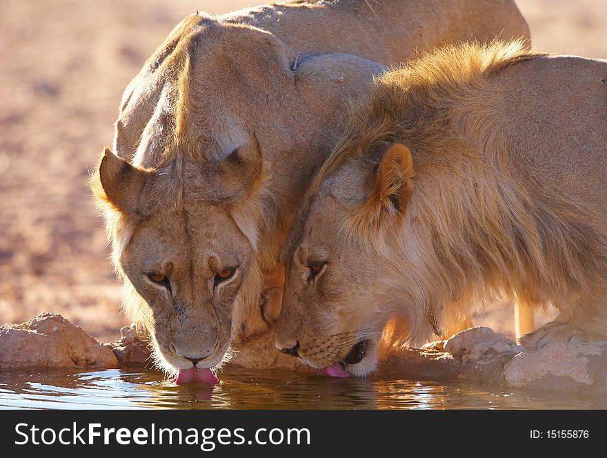 Two lionesses (panthera leo) drinking water fom the water hole in savannah in South Africa