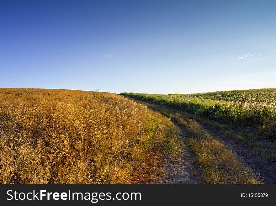 Oilseed rape field under the blue sky