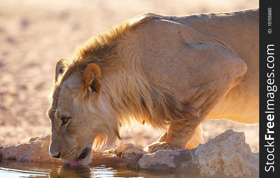 Single lioness (panthera leo) drinking water fom the water hole in savannah in South Africa