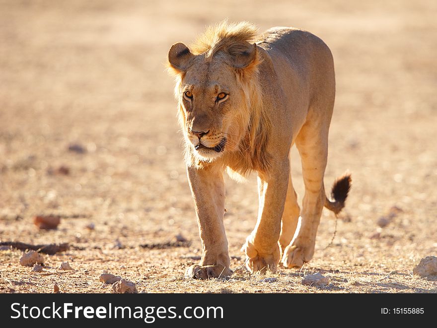 Lion (panthera leo) in savannah