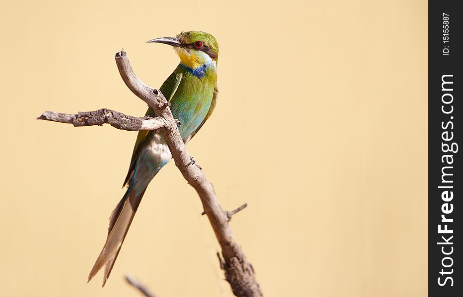 Swallow-tailed Bee-eater (Merops hirundineus) sitting on a branch of a tree in nature reserve in South Africa