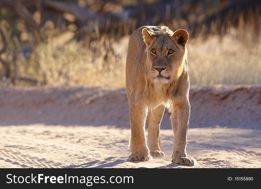 Lioness (panthera leo) walking in savannah in South Africa.