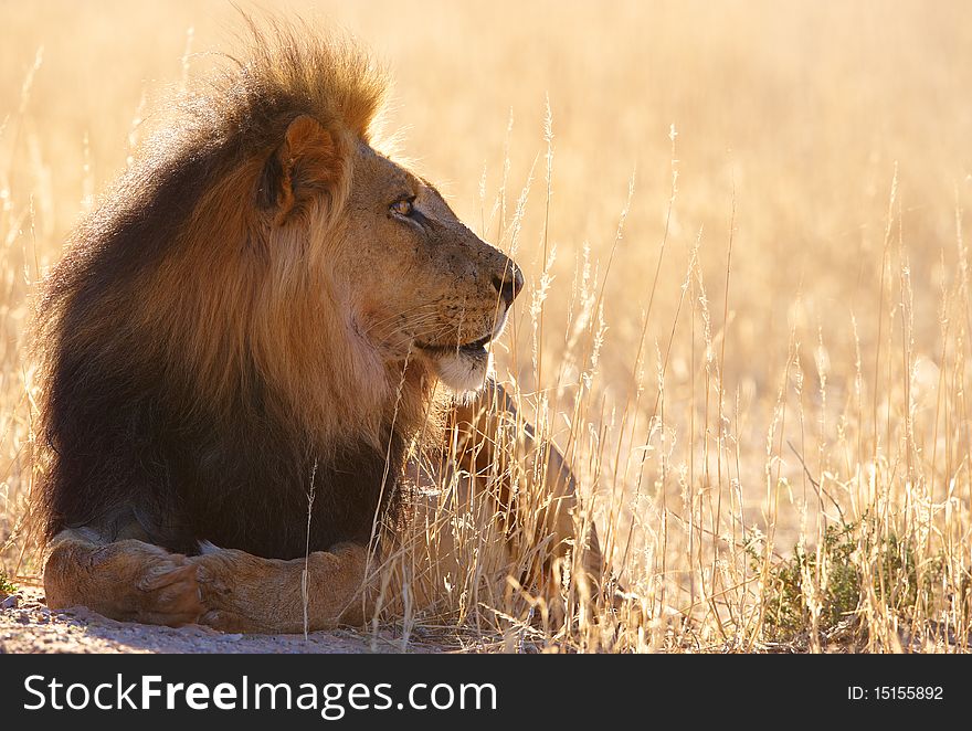 Lion (panthera leo) lying in savannah in South Africa. Lion (panthera leo) lying in savannah in South Africa