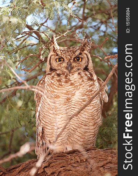 Spotted Eagle Owl (Bubo Africanus) sitting on the tree in South Africa