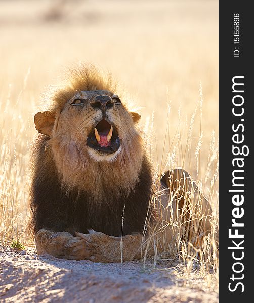 Lion (panthera Leo) In Savannah