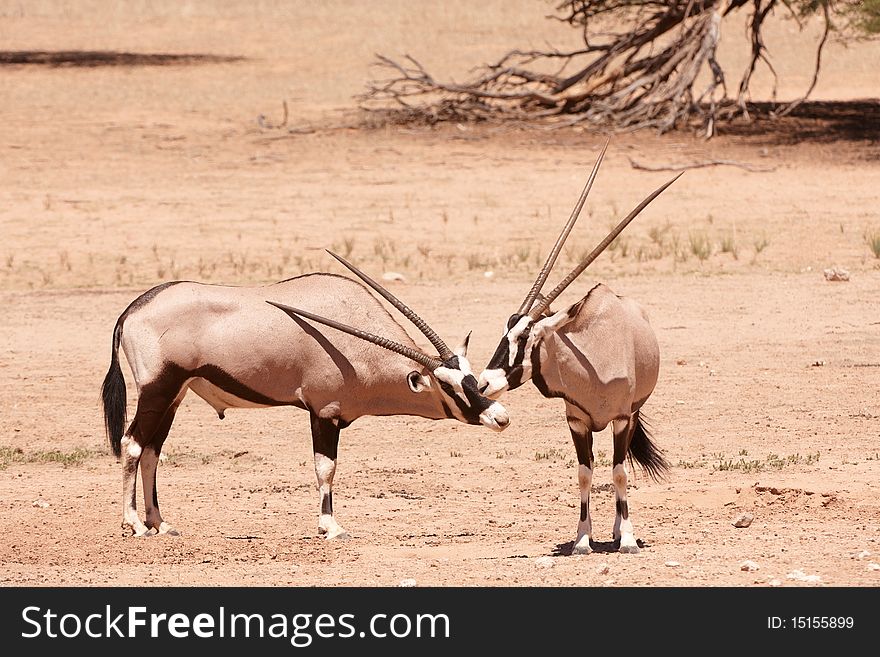 Group of wild Gemsbok (Oryx Gazella) standing in the nature reserve in South Africa. Group of wild Gemsbok (Oryx Gazella) standing in the nature reserve in South Africa