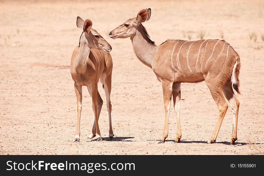 Group Of Kudu (Tragelaphus Strepsiceros)