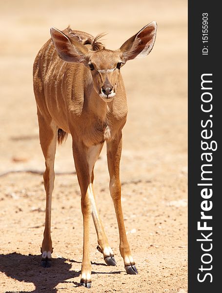 Single Kudu (Tragelaphus Strepsiceros) standing in the nature reserve in South Africa